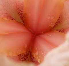photo "Core"