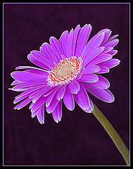 photo "Gerbera"