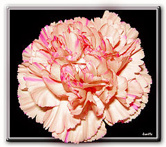 фото "***"