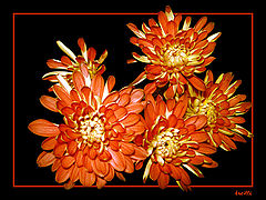 фото "***"