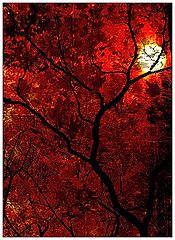 photo "***"