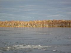 фото "Яркий лес"