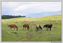 фото "Четыре лошади"
