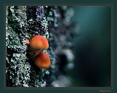 фото "small wonders of nature - 1"