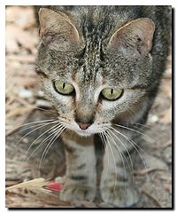 фото "The cat"