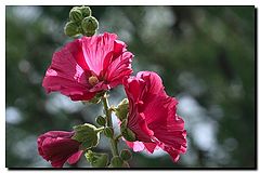photo "From mygarden"