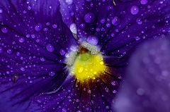 photo "***"