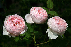 фото "Triplets"