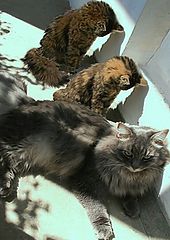 фото "Мы больше не будем, мама..!"