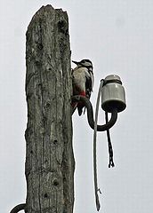 фото "repair electricity"