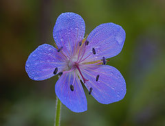 photo "Flower"