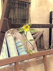 photo "sunflower"