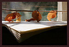 photo "***"