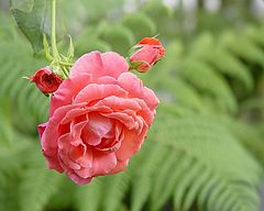 фото "Rose and Ferns"