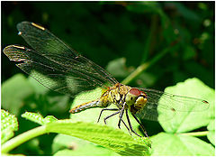 photo "Where is the near wing repair shop?"