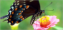 photo "***"