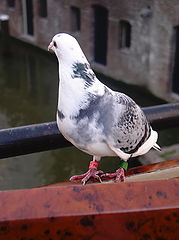 фото "Ringed bird"