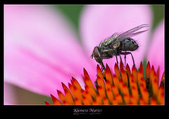 фото "Fly"