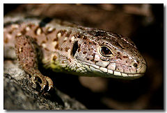 фото "Our home lizard"