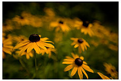 photo "Such a Perfect Day!"