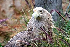 photo "Eagle in the grass"