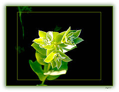 photo "***"