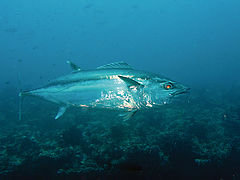 photo "Tunny"