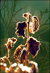 photo "***"