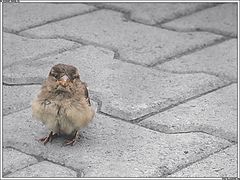 photo "All have departed but I have remained!"