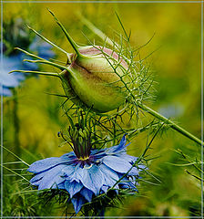 photo "* * *"