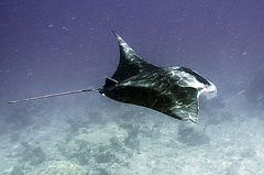 photo "Manta"