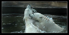 фото "Bears"