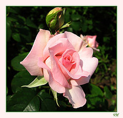 photo "The Rose"
