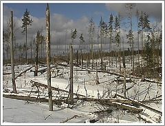 photo "after fire and wind"