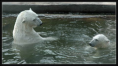 фото "Bears"