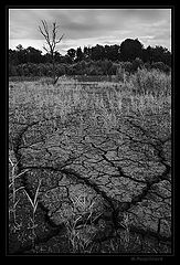 фото "Fish out of water"