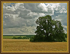 фото "Среди хлебов."