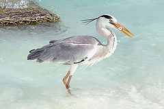 photo "Happy Professional Fisherman"