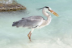 photo "Happy Professional Fisherman"