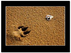 photo "Traces on sand"