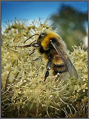 photo "Shaggy bumblebee - 2"