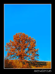 photo "Tree"