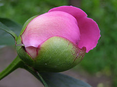 photo "***"