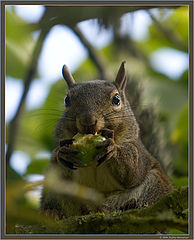 photo "Lunch is Ready"