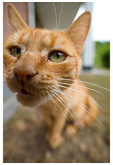 photo "I Can Smell You!"