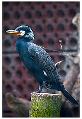 photo "Balanced"