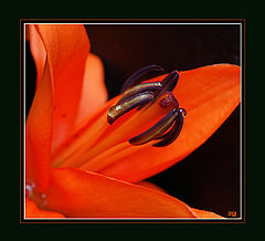photo "Orange flower"