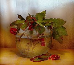 фото "Костяника"