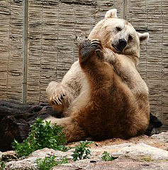 photo "Bear exercises"