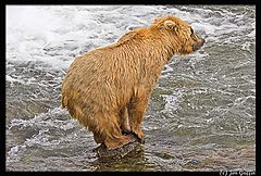 photo "The great amazing balancing bear"